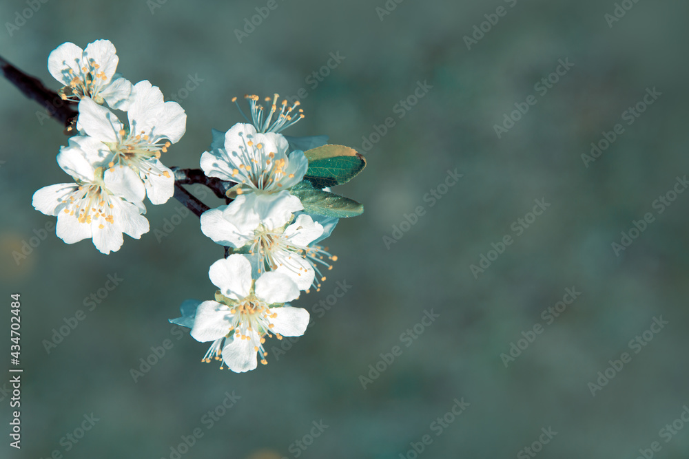 Macro shot of white cherry flowers isolated on blur background. Macro shot of white cherry flowers isolated on blur background.