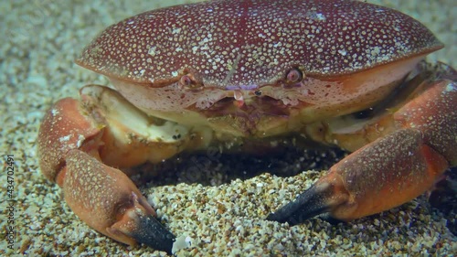 Lessepsian Mediterranean Crab or Red Egg Crab sits on the seabed and then leaves frame, close-up. Mediterranean. photo