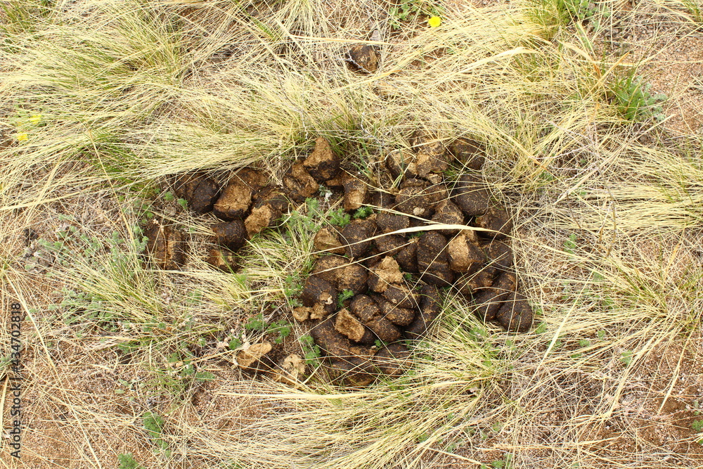 Horse dung on grass