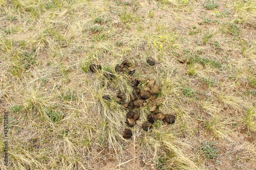 Horse dung on grass