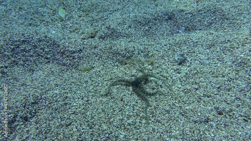 Common brittle star (Ophiothrix fragilis) crawls along the sandy bottom in shallow water. Mediterranean, Greece. photo