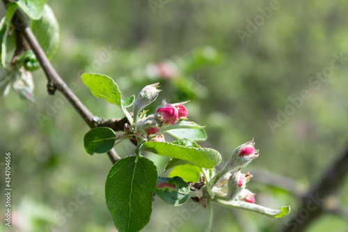 Branches of a blossoming plum tree with buds on a sunny spring day in the garden.