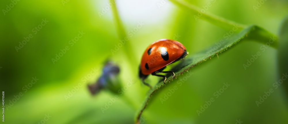 Ladybug on green leaf, beautiful banner with insect and nature Ladybug on green leaf, beautiful banner with insect and nature