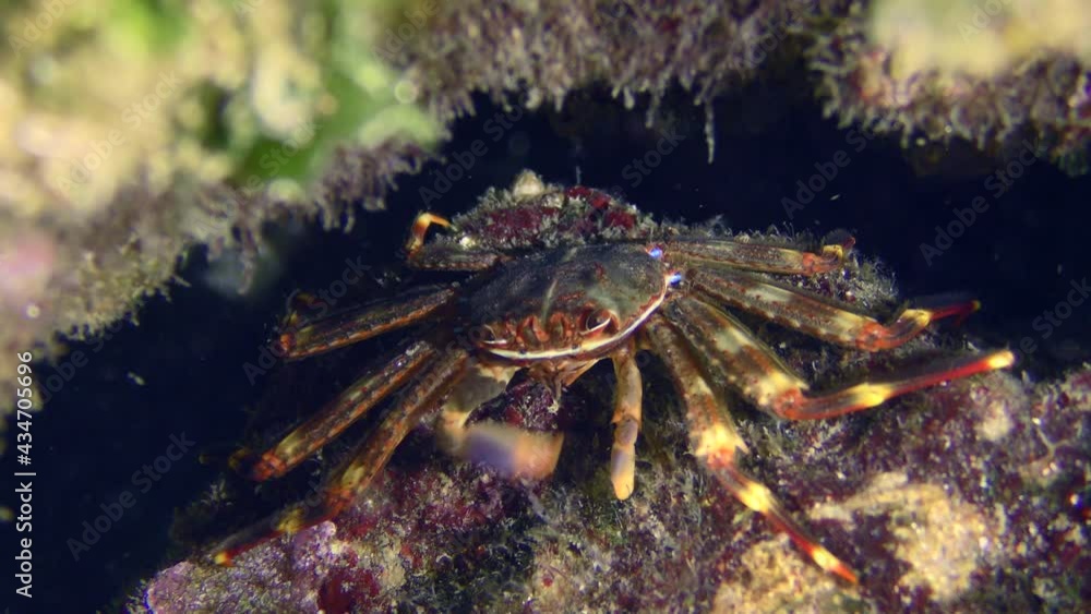 Sally Lightfoot Crab or Nimble spray crab or Urchin crab (Percnon gibbesi) searches for food among the seaweed. Sally Lightfoot Crab or Nimble spray crab or Urchin crab (Percnon gibbesi) searches for food among the seaweed.