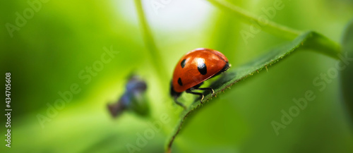 Ladybug on green leaf, beautiful banner with insect and nature