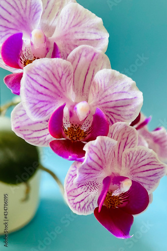 Bl  ten einer Orchidee pink lila wei  