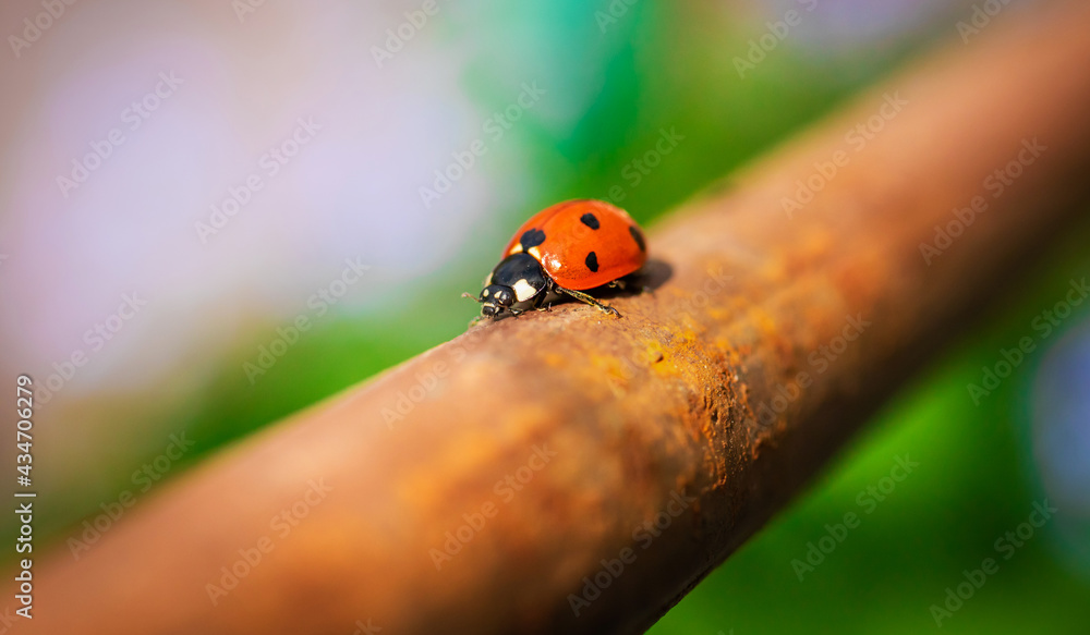 Fototapeta premium Ladybug on the backyard, nature insects background photo
