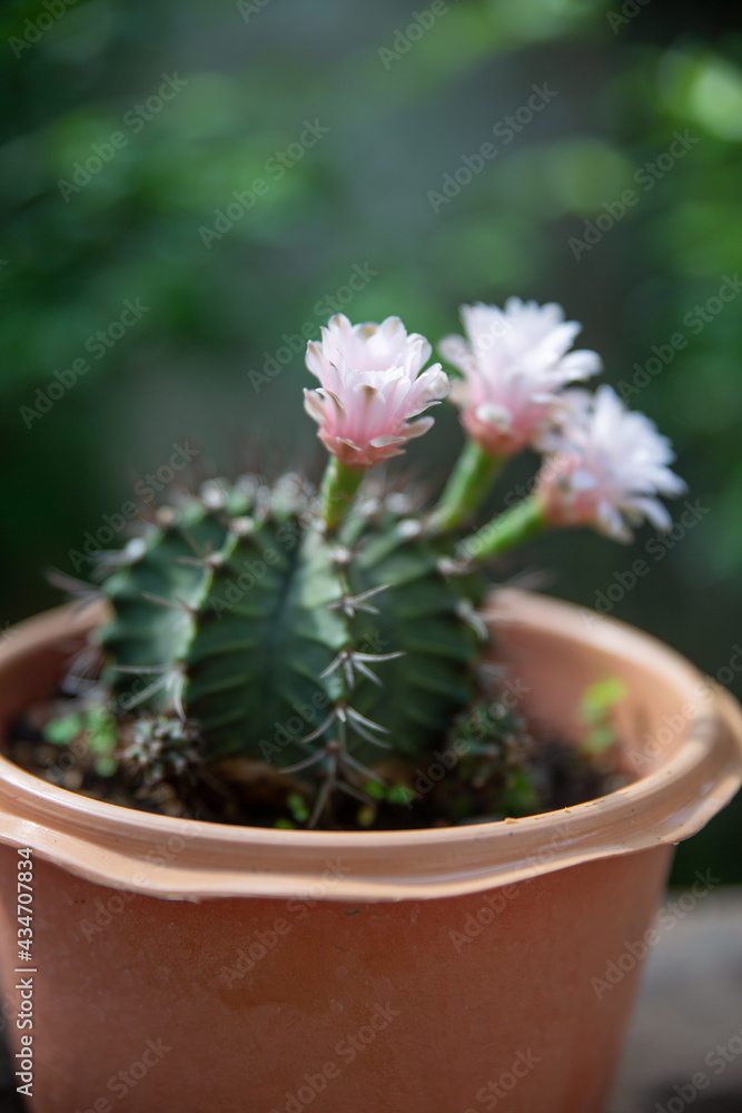 Macro pink cactus flowers in a beautiful nursery are in full bloom. Cactus with flower, in a brown pot on nature background. Macro pink cactus flowers in a beautiful nursery are in full bloom. Cactus with flower, in a brown pot on nature background.