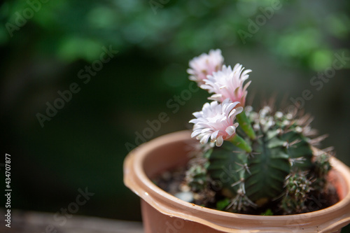 Macro pink cactus flowers in a beautiful nursery are in full bloom. Cactus with flower, in a brown pot on nature background.