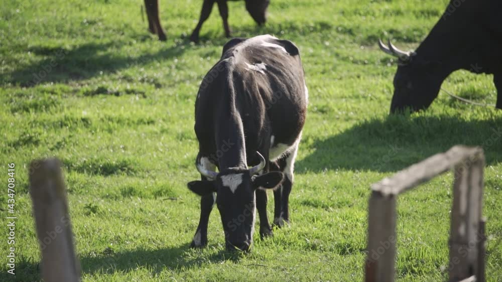 Cattle cow grazing in field. Dairy cattle grazing. Milk cow eating