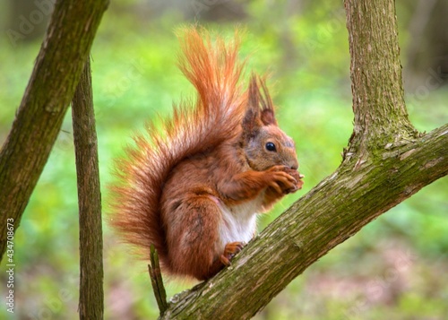 Bushy-tailed squirrel in the spring park