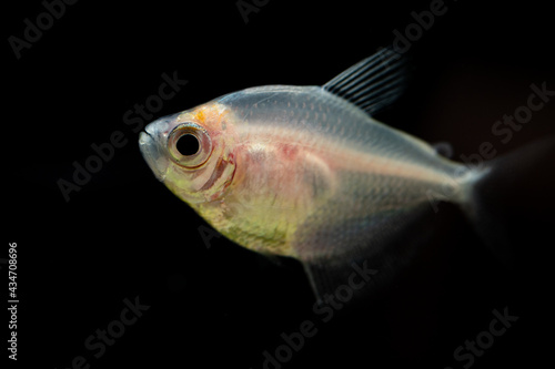 White Color Tetra - Aquarium Fish
