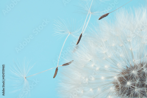 Fototapeta Naklejka Na Ścianę i Meble -  White blowball dandelion on blue background. Macro. Full dept of field