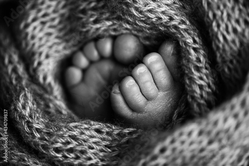 Photo of the legs of a newborn. Baby feet covered with wool isolated background. The tiny foot of a newborn in soft selective focus. Black and white image of the soles of the feet.