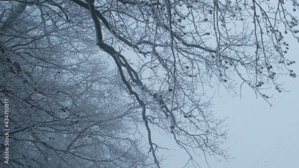 Mystical winter forest. Fog in the winter forest. Trees covered with hoarfrost. Freezing weather. Mystical winter forest. Fog in the winter forest. Trees covered with hoarfrost. Freezing weather.