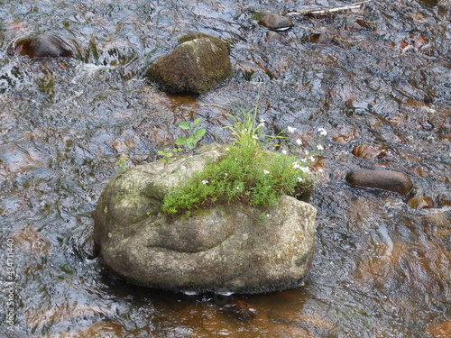 eau rivière et rocher fleuri