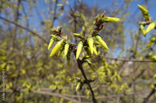Close view of closed flower buds of forsythia in March