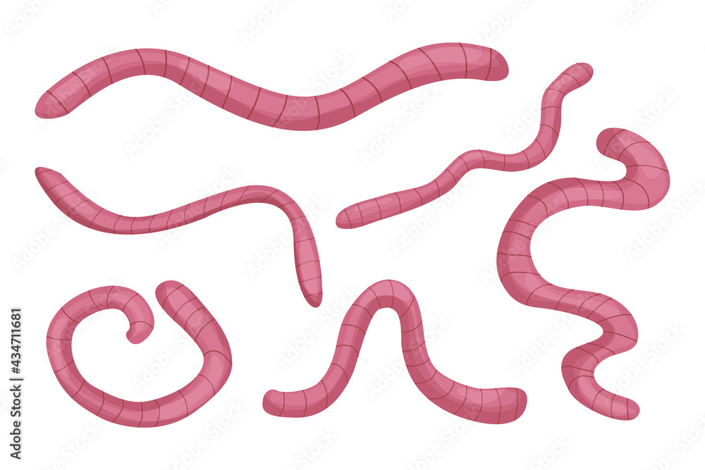 Earthworms collection in cartoon style isolated on white background. Nature, wildlife, fishing, compost concept stock vector illustration Earthworms collection in cartoon style isolated on white background. Nature, wildlife, fishing, compost concept stock vector illustration
