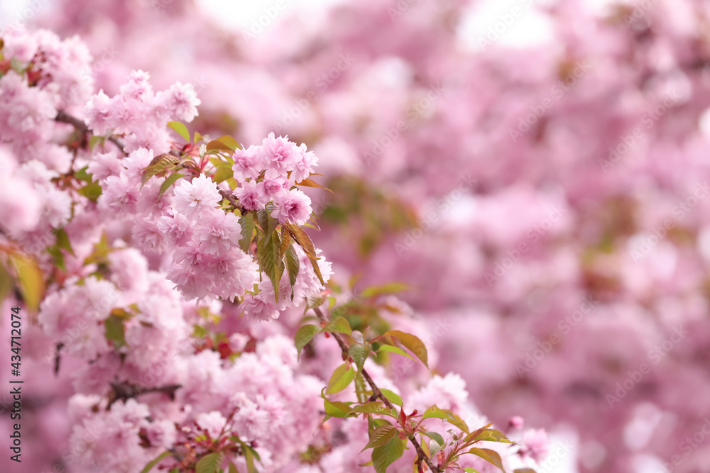 Beautiful blossoming sakura outdoors on spring day Beautiful blossoming sakura outdoors on spring day
