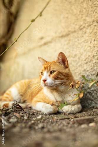 Photo of orange cat in the park.