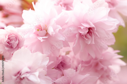 Beautiful pink sakura blossom on blurred background  closeup