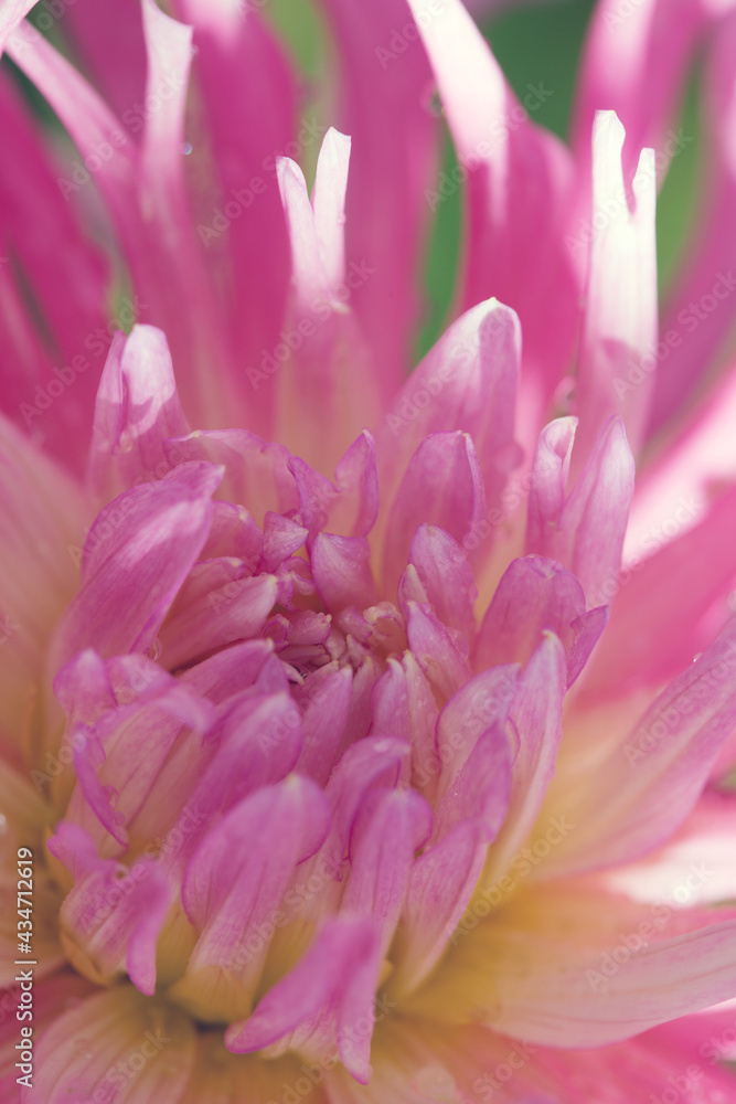 Macro photo of a pink dahlia. Flowers background Macro photo of a pink dahlia. Flowers background