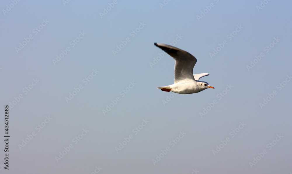Fototapeta premium Seagull fly over a city and sea freely.