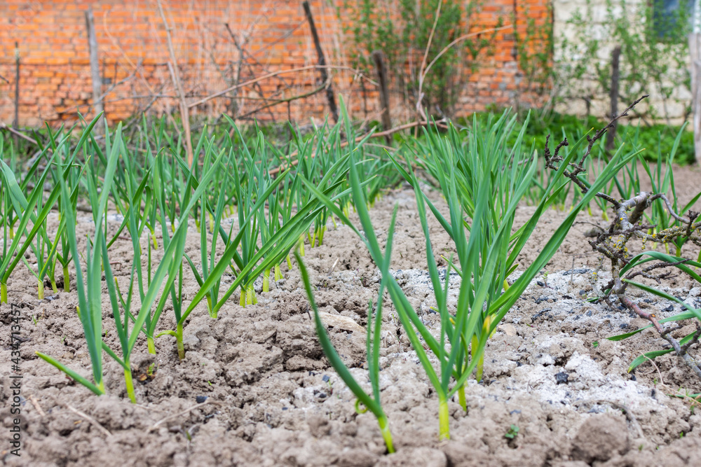 Rows of young green onions in spring in the garden bed Rows of young green onions in spring in the garden bed