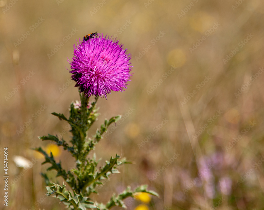 Striped beetle on a thistle flower with free space for inserts. Striped beetle on a thistle flower with free space for inserts.
