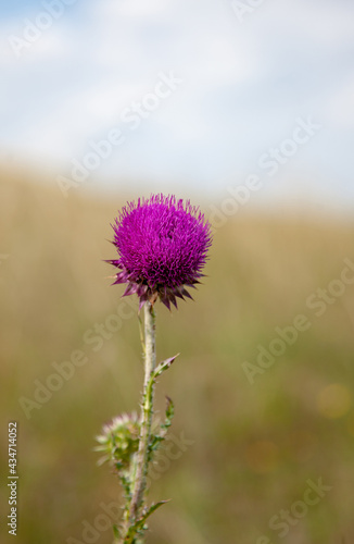 Thistle flower on the background of a meadow, a hill and a cloudy sky.