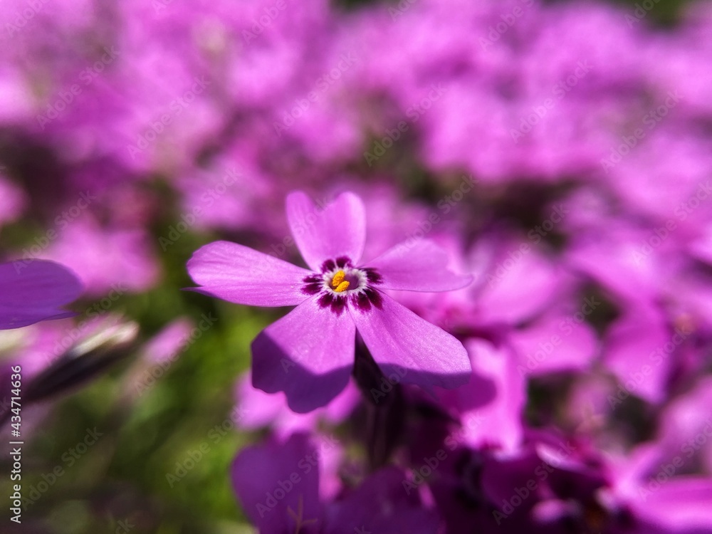 flower in the garden flower in the garden