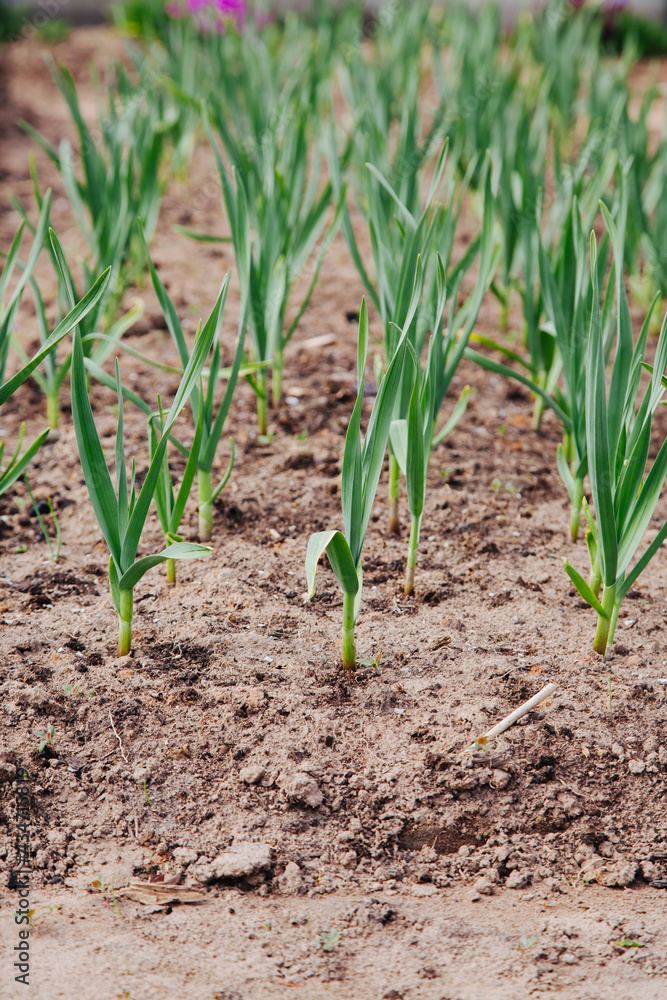 growing garlic on a bed in a vegetable garden growing garlic on a bed in a vegetable garden