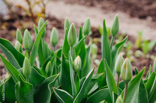 buds of tulips in the spring garden on the flowerbed