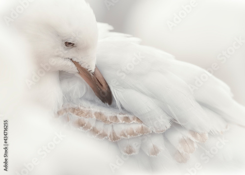 Close-up portrait of a silver gull (Chroicocephalus novaehollandiae) preening feathers, Australia photo