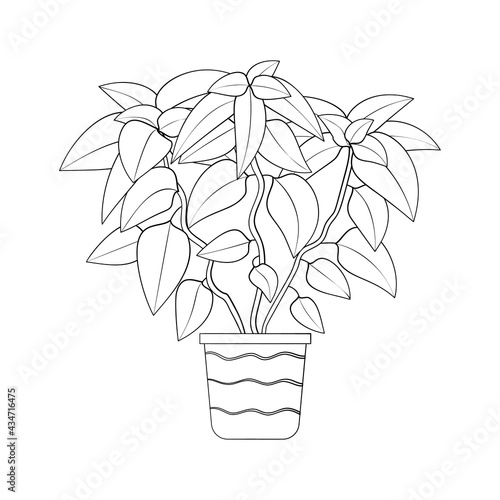 Line art black tropical potted house plant poinsettia isolated on white background. Stock vector illustration.