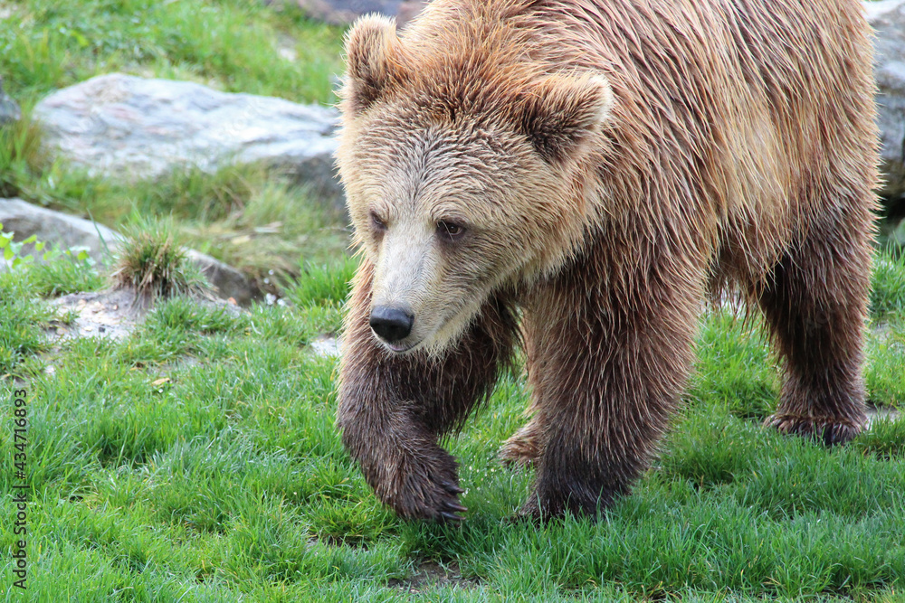 Fototapeta premium brown bear in a zoo in france