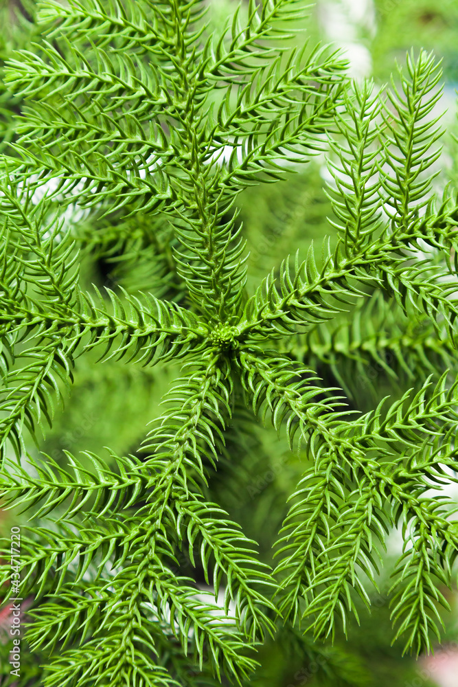 Branches of a young green Christmas tree, close-up. Branches of a young green Christmas tree, close-up.