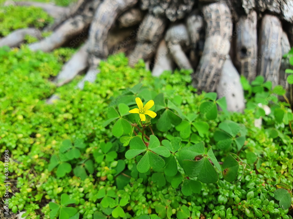Wood Sorrel or Oxalis is a 2-3 inch tall ground cover weed with heart-shaped leaves divided into three leaves per bouquet and small yellow flowers with five petals with yellow stamens. Thrive in pots Wood Sorrel or Oxalis is a 2-3 inch tall ground cover weed with heart-shaped leaves divided into three leaves per bouquet and small yellow flowers with five petals with yellow stamens. Thrive in pots