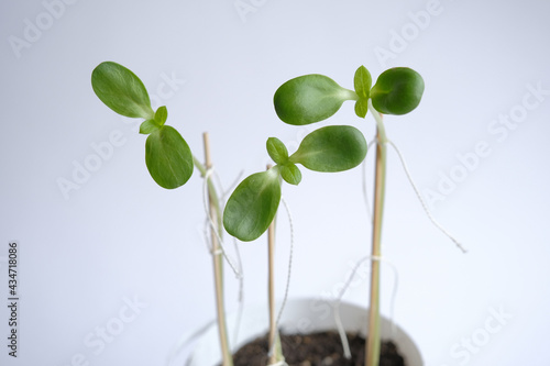 small sunflower sprouts. three newly sprouted sunflower seeds