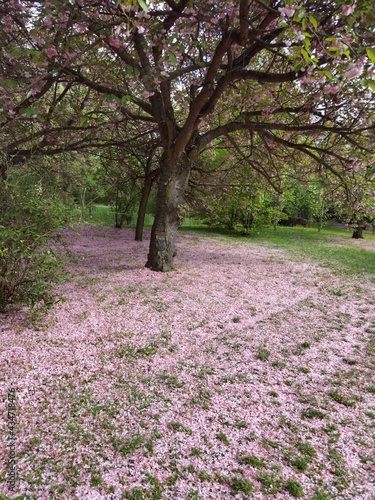 Fallen sakura (cherry blossom) petals on ground.