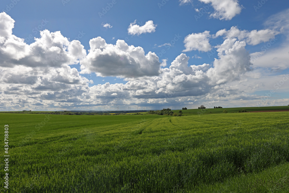 Spring landscape with green fields and meadows