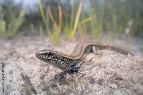 Close-up of an Eastern mourning skink (Lissolepis coventryi), Australia photo