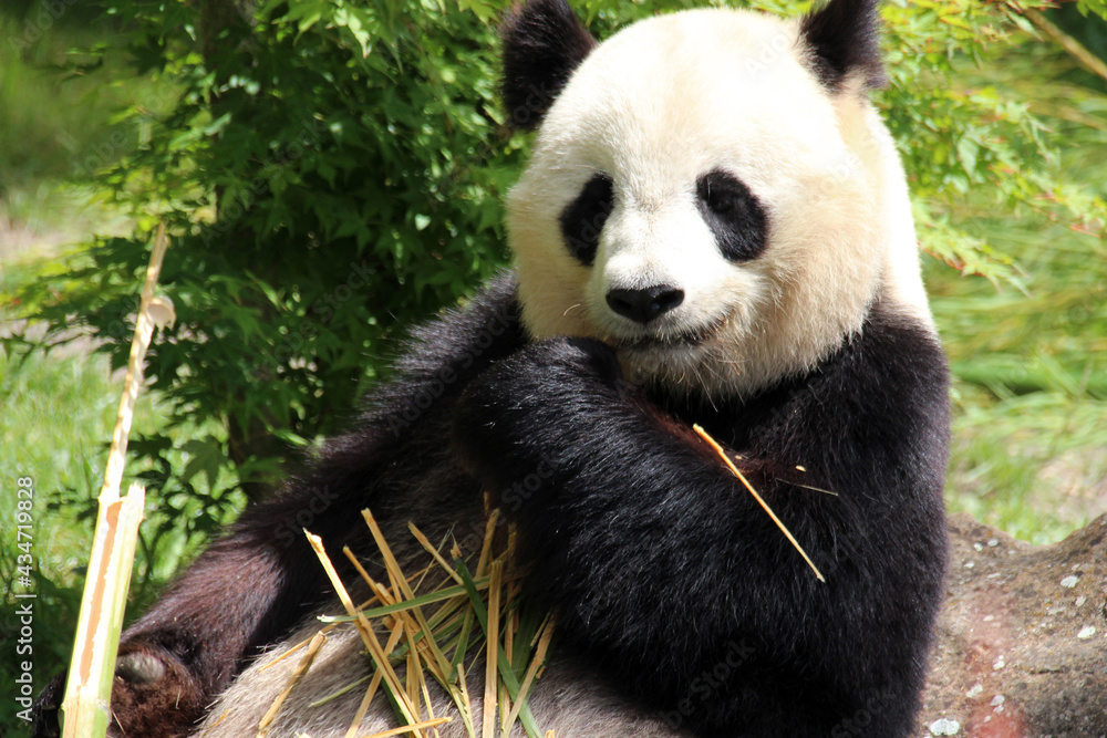 Naklejka premium giant panda in a zoo in france
