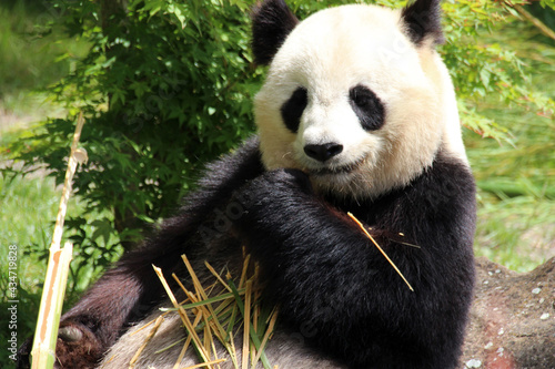 giant panda in a zoo in france