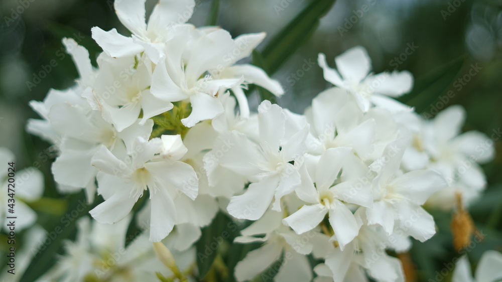 flores e plantas flores e plantas