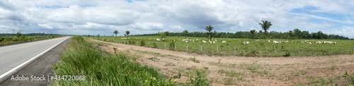 Panorama view of burned part of the Amazon rainforest, space for herds of cattle, near Rorainopolis, Roraima state, Brazil. photo