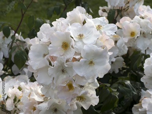Принти на полотні Rare rose flower at cultivation garden species Sally Holmes