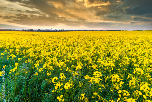 Rapeseed field at sunset