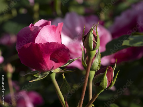 Rare rose flower at cultivation garden species Deborah photo