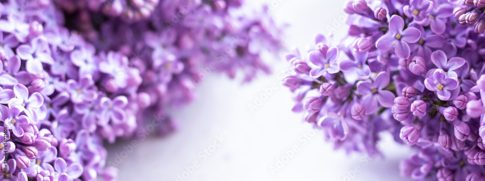 Obraz premium Beautiful floral spring background, banner with lilac branches. Lilac close-up, blurred bokeh background, sunlight. Lilac and pink flowers.